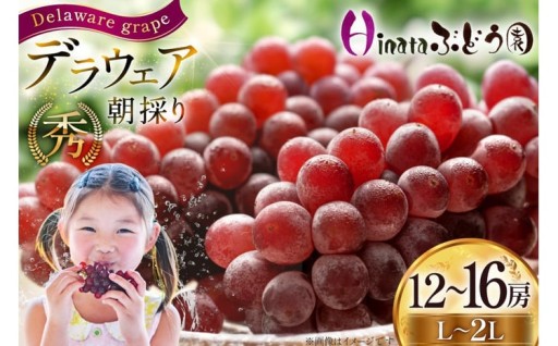 朝採りのデラウェアをお届け！