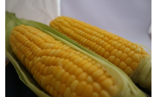 【期間・数量限定】 山中さんの朝採れ　スイートコーン