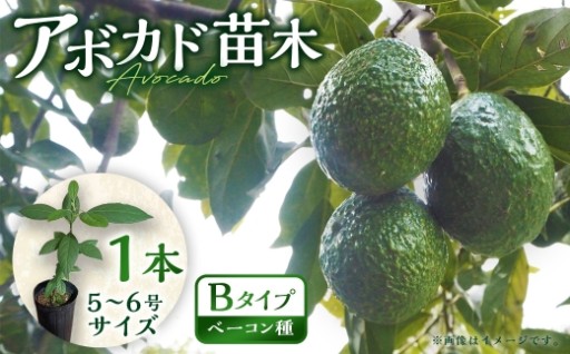 【数量限定】アボカド 苗木 Bタイプ