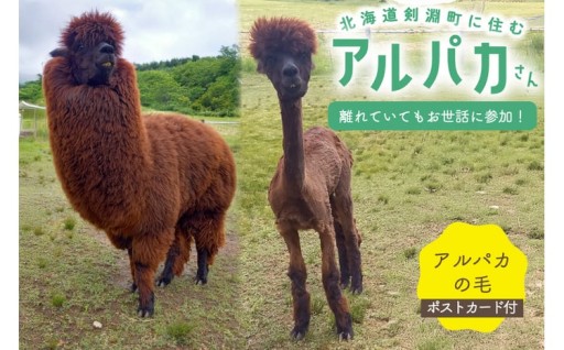 アルパカの毛とポストカード