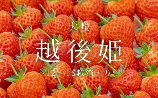 【数量限定】大粒いちご「越後姫」贈答用 12～15粒 約450g