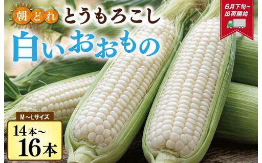 新鮮🌽ホワイトコーン【白いおおもの】が登場‼️