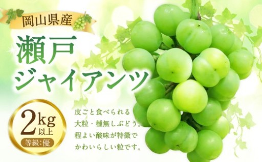 瀬戸ジャイアンツ 優 2kg以上 【2026年9月下旬から10月下旬発送予定】