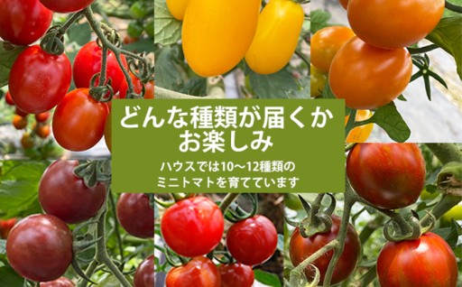 予約承り中！7月発送予定！カラフルミニトマト！