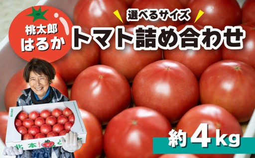 【受付開始！】トマト詰め合わせ 桃太郎はるか
