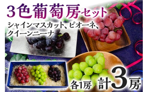 【先行予約開始📢】🍇ぶどう 食べ比べ 3色葡萄房セット🍇
