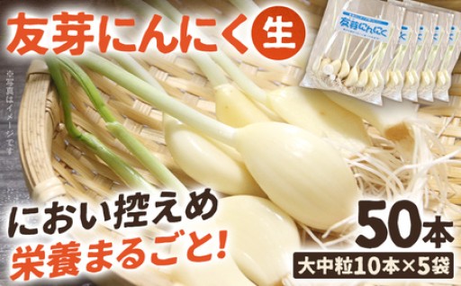 【予約受付を再開しました！】🧄友芽にんにく 生 50本🧄