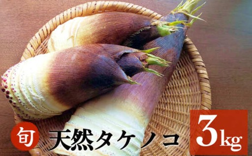 ＼旬真っ只中！／天然タケノコ 3kg 朝掘り 採れたて発送