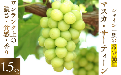 マスカサーティーン【シャイン一族の希少品種】