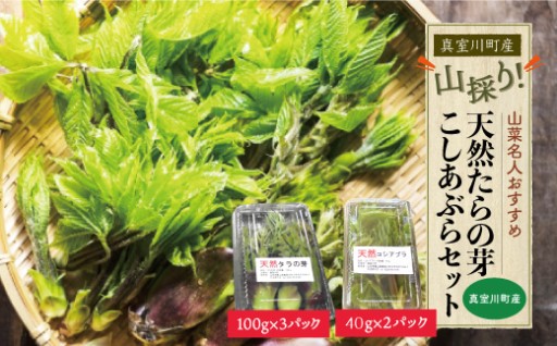 【 締め切り間近!!】山採り！天然たらの芽・こしあぶらセット　山形県真室川町