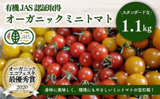 濃厚！有機ミニトマトの宝石箱 1.1kg