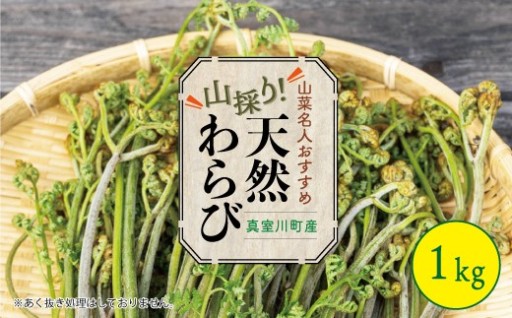 ［山菜名人おすすめ］山採り！天然わらび　１kg　山形県真室川町