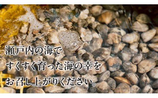 砂抜き不要のプリっプリ。4代続く島の漁師中村さんが丹精込めて育てた新鮮あさり【期間限定】