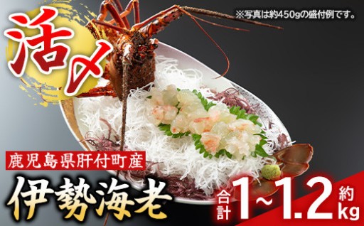 肝付町内之浦産伊勢海老の刺身(約1～1.2kg)