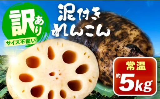 訳あり 泥付きれんこん 5kg (常温)
