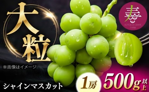 圧倒的な輝きと甘さ。至高のシャインマスカット