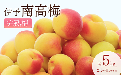 梅仕事におすすめ！毎年好評の完熟梅　予約開始！