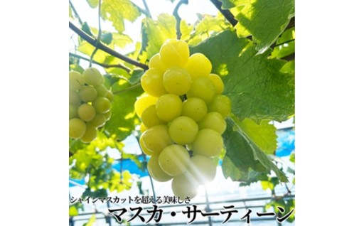 蜜のような甘さを味わうマスカット