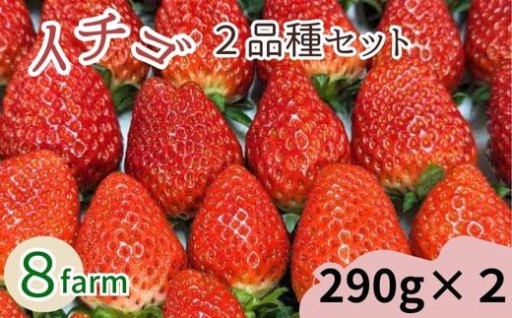 🍓イチゴ2品種食べ比べセット🍓