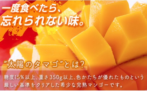 8年連続「西都市産」！今年の初競りも最高金額✨