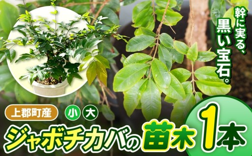 【選べるサイズ】上郡町産 ジャボチカバの苗木