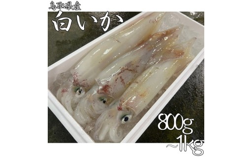 山陰の海から届く、透き通る白いか