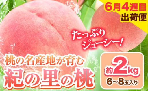 毎年たくさんのオーダーをいただく、岩出市の大人気返礼品のです。とろける旨さの「紀の里の桃」ぜひご賞味ください!!