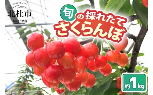 【2026年先行予約】山梨県北杜市産　旬の採れたてさくらんぼ約1kg