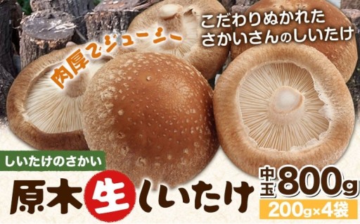 【先行予約】原木生しいたけ中玉800g 肉厚でジューシーな阿蘇産山村産