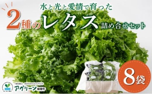 徹底した衛生管理のもとで育てた新鮮なレタスをお届け！