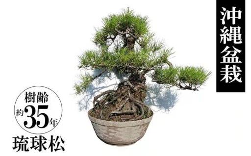 沖縄盆栽　琉球松　樹齢約35年　一点物