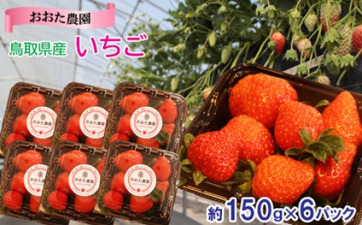 鳥取県産 いちご 約150g×6パック