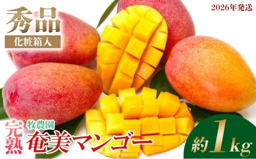 【2026年発送】牧農園の完熟奄美マンゴー 秀品 約1kg（化粧箱入）
