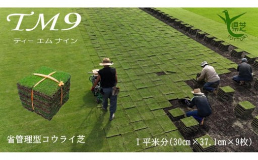芝生（省管理型コウライ芝　TM9ティーエムナイン）