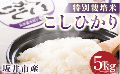 【特別栽培米】化学肥料を減らし丁寧に育てたお米🌾