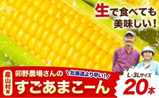 【先行予約】熊本県産山村産！極甘スイートコーン20本 朝採れゴールドラッシュ・恵味