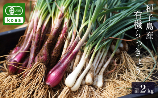 【4月末〜6月限定】「深紅のルビー」と「ましろの宝石」—— 紅白らっきょうセット