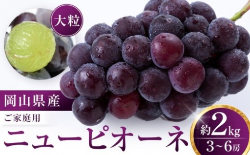 【限定数800セット】ニューピオーネ 2kg 3～6房（ご家庭用）