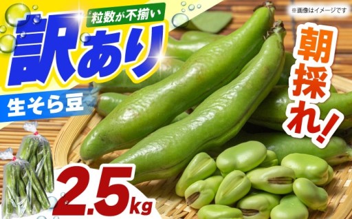 春の息吹を味わう！ホクホク甘い「訳あり」旬のそら豆2.5kg