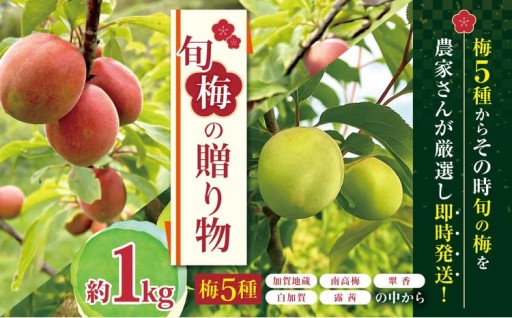 梅 約1kg 【 5種類の梅から旬の味を厳選 】（ 加賀地蔵 南高梅 翠香 白加賀 露茜 ) ジジの山 