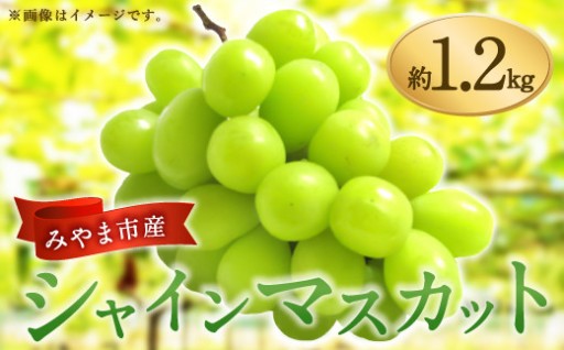 【2026年9月中に順次発送予定】シャインマスカット 約1.2kg