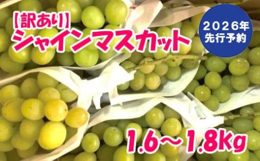 【人気上昇中！】【訳あり】徳用シャインマスカット(1.6～1.8kg)