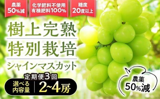 【先行予約】定期便　樹上完熟シャインマスカット