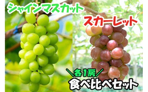【数量限定】赤のスカーレット＆緑のシャインマスカットの食べ比べセット（各１房・約１．４ｋｇ）