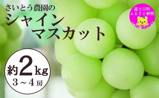 【2026年発送分】さいとうさん家のシャインマスカット ３～４房 （約２kg）