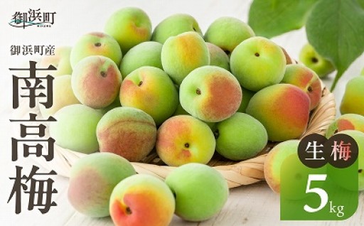 【🟢梅仕事は南高梅で🟢】和光工房の南高梅（生）5キロ