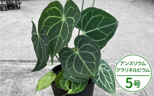 植物通も唸る希少種！湖東フラワーさんが育てる、芸術的な葉脈が美しい原種系アンスリウム。