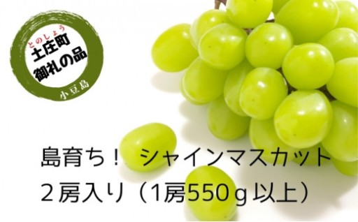先行予約受付中！ハウスシャインマスカット2房入り