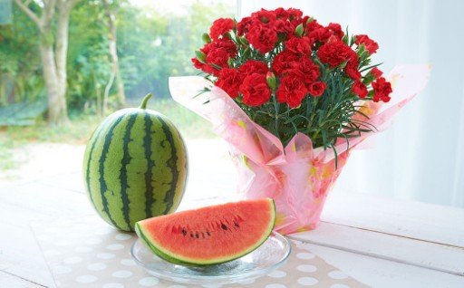 《 母の日 》 小玉スイカ1玉とカーネーション1鉢 【2026年5月上旬発送（母の日）】