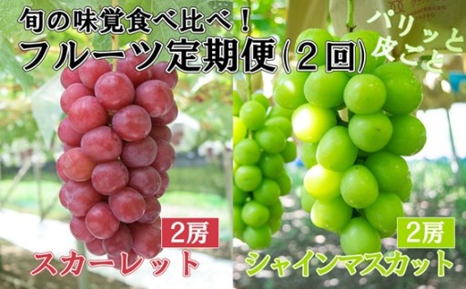 シャインマスカット(緑)（２房・約１．３ｋｇ）＆スカーレット(赤)（２房・約１．４ｋｇ）食べ比べ定期便